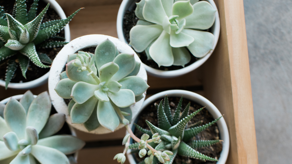 indoor-gardening-potter-s-nurseries